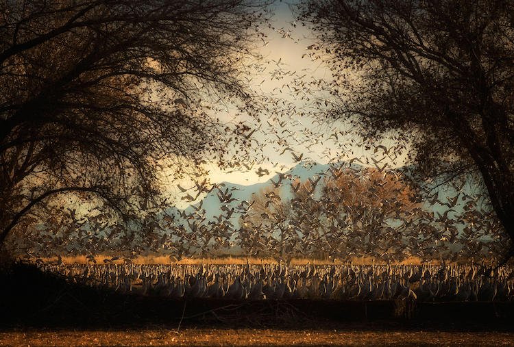 2017-audubon-photography-awards-nextbest-karenschuenemann-sandhillcranes-professional.jpg