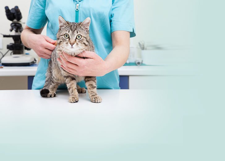 home_vet_offer_bg3.jpg