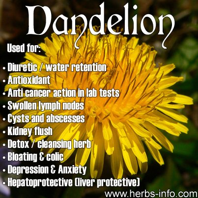 DandelionFlower.jpg