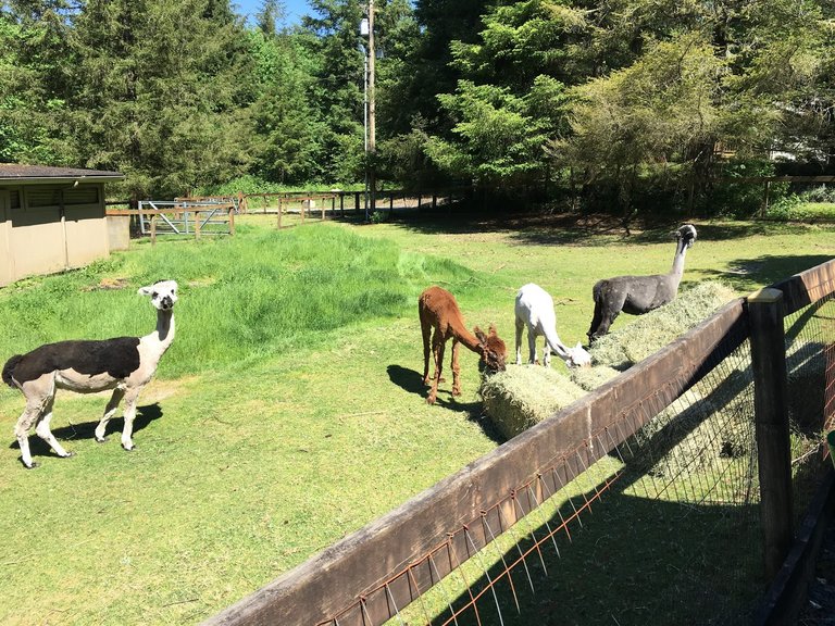 alpacas1.JPG