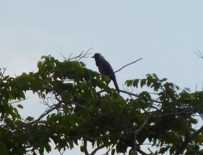 Cyanocorax violaceus.JPG