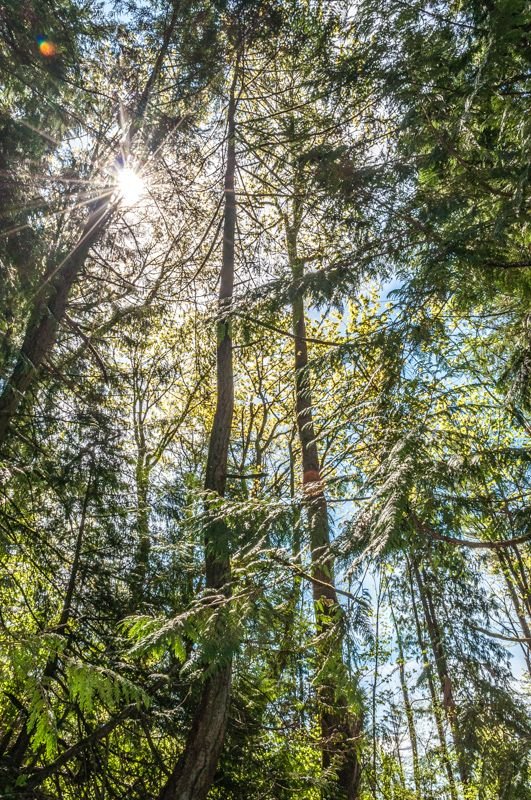 040517_1212_DSC_0116_Snoqualmie Forest.jpg