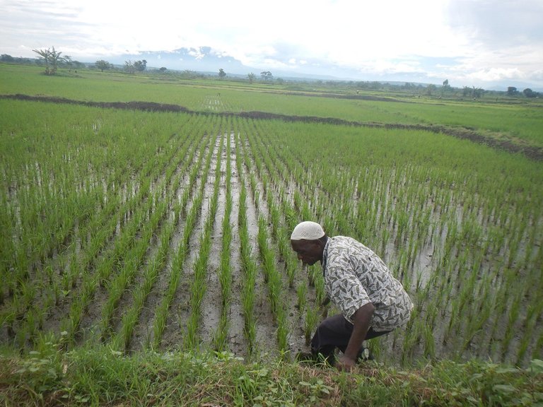 Mr-Abdul-Were-bends-too-rid-his-garden-of-weeds-in-Lwoba-irrigation-scherme.-All-the-trees-have-been-cut-down-to-create-land-for-rice-growing-Photo-by-DAUDI-NANA-1.jpg