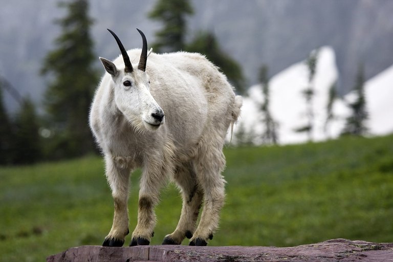 goat.jpg
