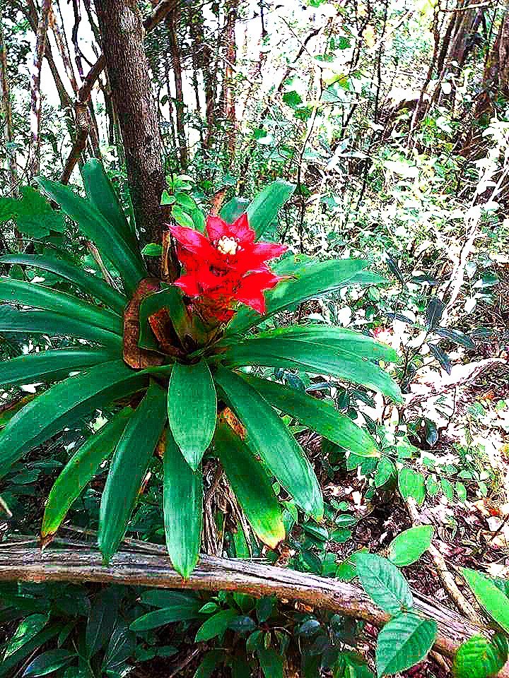 Nature Venezuela.jpg