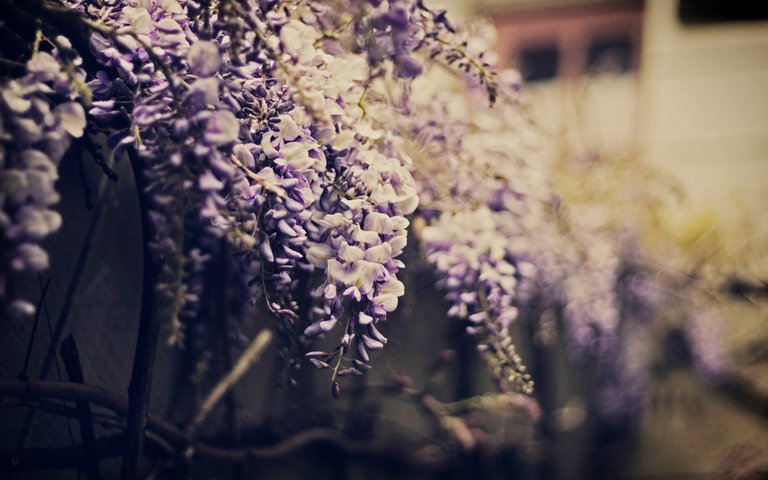 wisteria wide hd wallpaper.jpg