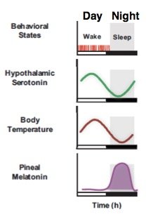 KW3JpugRiasu5qeoCrgQ_serotonin-sleep-morning-sun-importance-cycles-alex-fergus.jpg