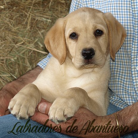 cachorro-labrador-retriever191.jpg