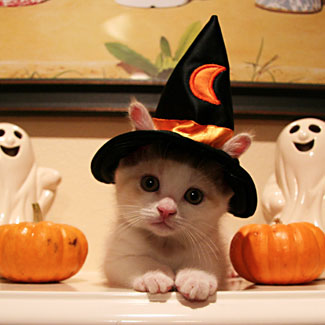 halloweencat.png