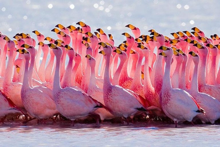 Flamingo.jpg