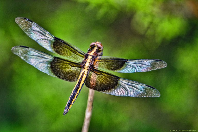 Widow Skimmer Libellula luctuosa Dragonfly Nature Insect Texas Portrait  sm10 K_4275.jpg