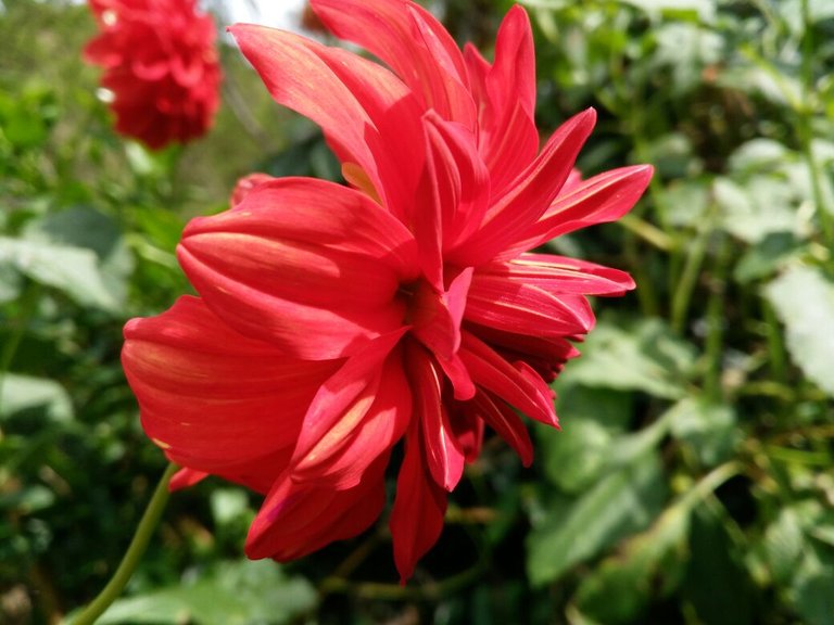 dahlia 3.jpeg