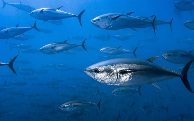 tuna-high-quality-desktop-background-wallpaper-full-free-amazing-pictures-wallpaper-of-iphone-samsung-backgrounds-2560x1600.jpg