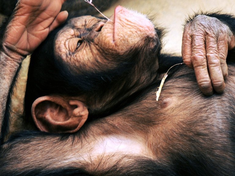 animals-chimpanzee-monkeys-1400x1050-wallpaper.jpg