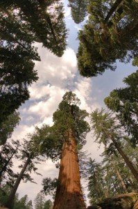 sequoia2.jpg