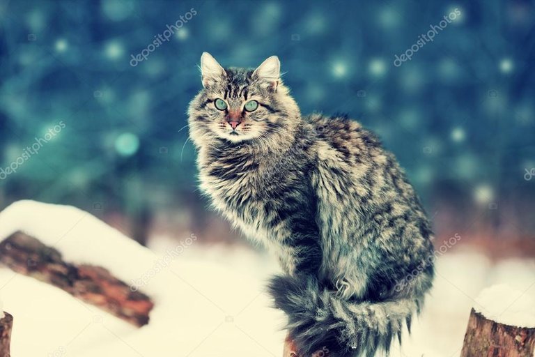 depositphotos_126531260-stock-photo-siberian-cat-sitting-in-the.jpg