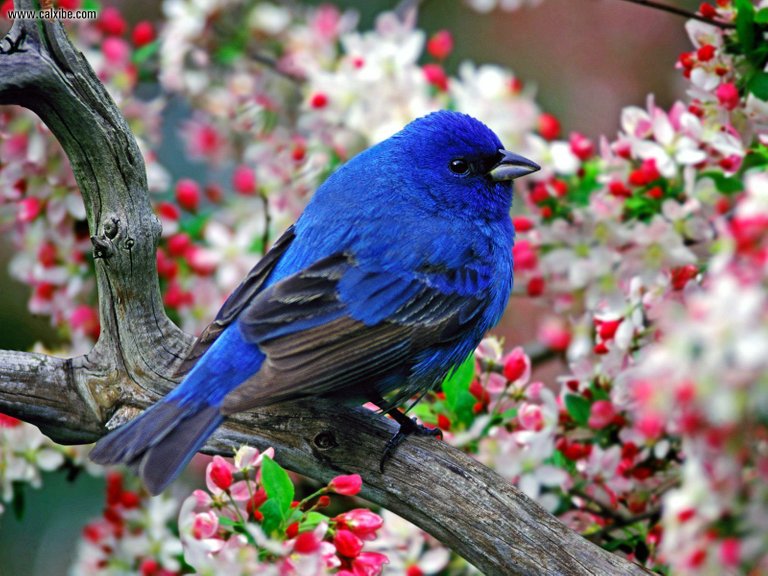 Male_Indigo_Bunting.jpg