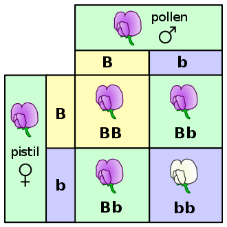 330px-Punnett_square_mendel_flowers.svg.png