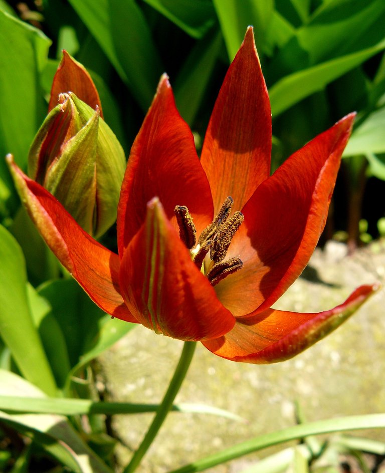 tulip red mini 1.jpg