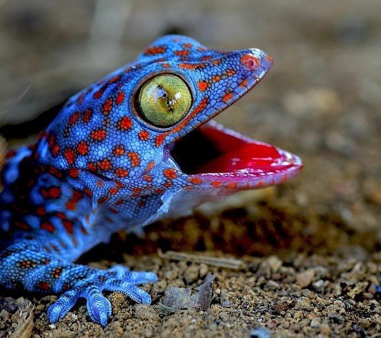 45f4bb945d8e5b18407577640135d99d--colorful-animals-colorful-lizards.jpg