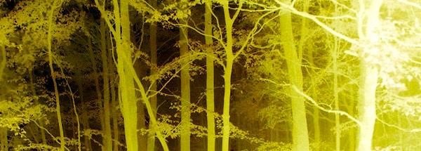 yellownegative-treesquaremist (1).jpg