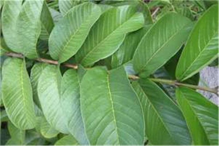 psidium_guajava4.jpg