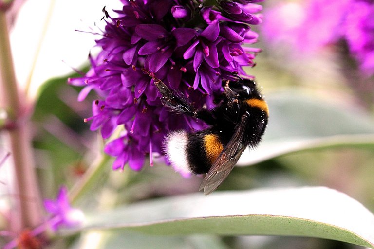 bumblebee-on-a-sugarstick.jpg