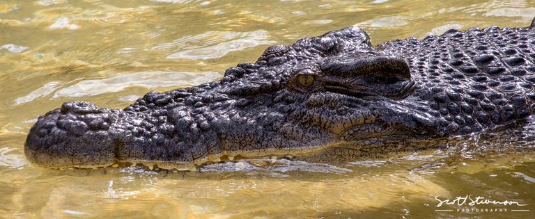 Saltwater Crocodile-6.jpg