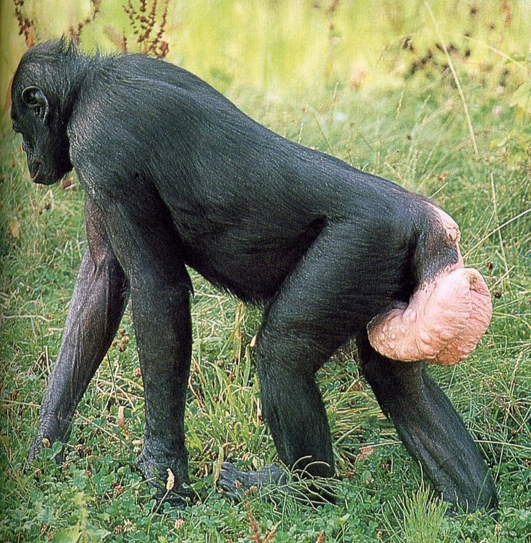 chimpanzee in estrus advertising.jpeg