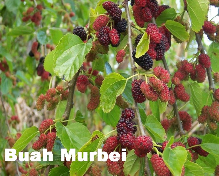 buah-murbei.jpg