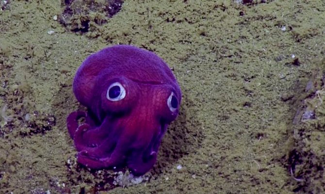 pulpo-morado.jpg