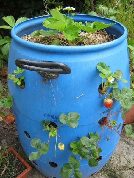 11-genius-homestead-uses-for-55-gallon-plastic-barrels.jpg