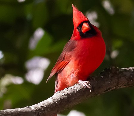 El Cardenal del Norte.jpg