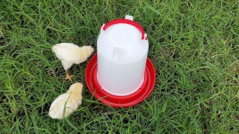 chick waterer.jpg