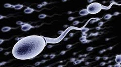 sperm-main.jpg