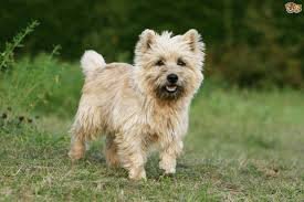 Cairn Terrier.jpg