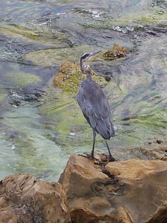 946366_10201869010389967_1548643662_n heron.jpg