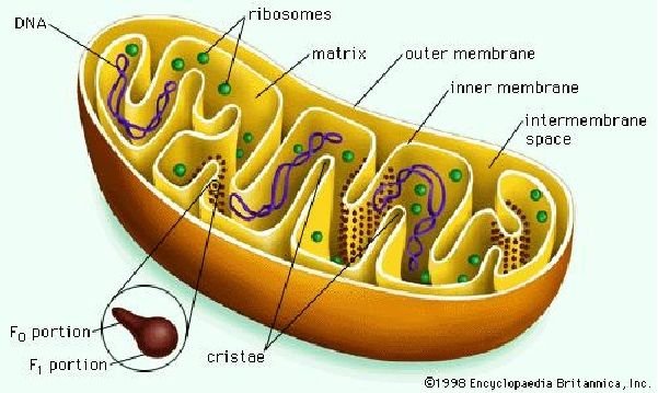 mitochondria.jpg