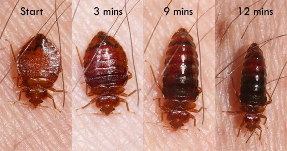 bed-bug-feeding-Whitney-Cranshawb.jpg