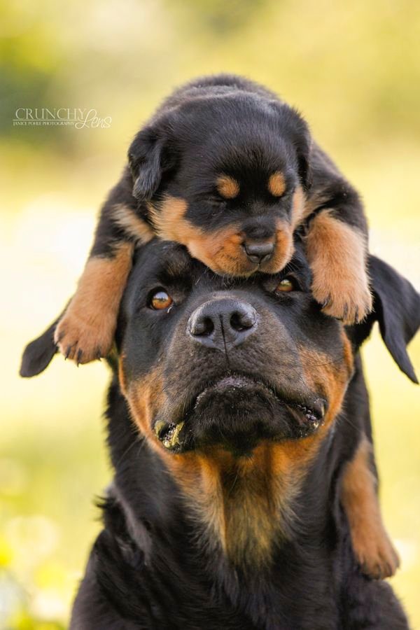 38786f0ee35452f9893dbb16d884e149--animal-puppies-rottweiler.jpg