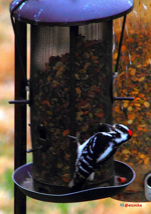 hairy woodpecker PFW22-su0083.JPG