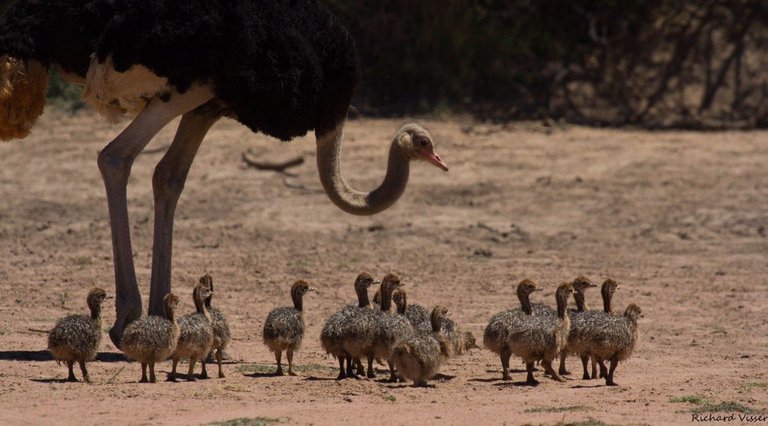 ostrich-chicks.jpg