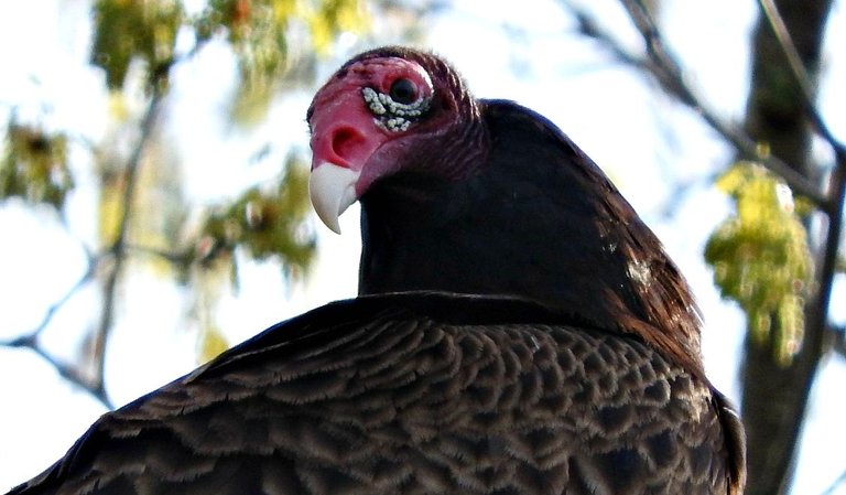 turkey vultures 5.jpg
