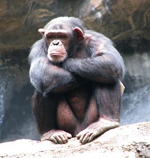 chimpance.jpg
