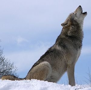 wolf-590756_1920.jpg