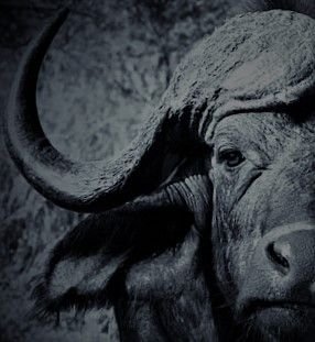 img_1525-kruger-buffalo-portrait-black-and-whitez.jpg