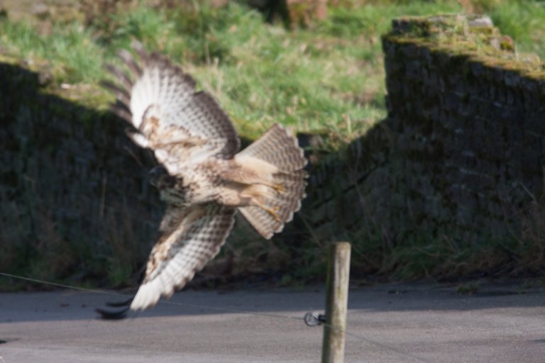 hawk-in-flight-focus-miss-dreamstream.jpg