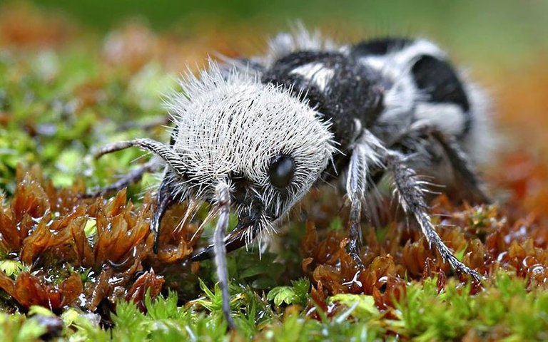 panda-ant-euspinolia-militaris-2__880.jpg