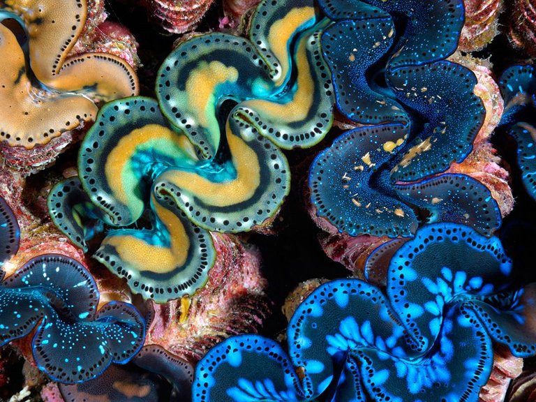 giant-clams-kingman-ocean-soul-reef_43464_990x742.jpg