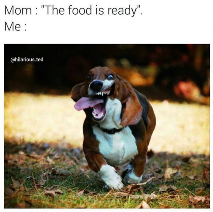 The-food-is-ready---dog.jpg